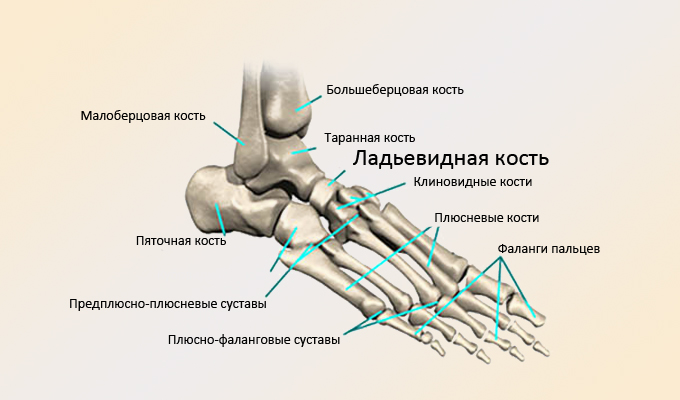 Ладьевидная кость стопы: перелом, остеохондропатия, боли