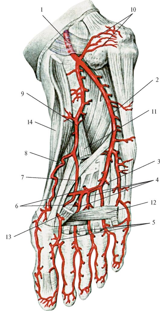 Основные артерии стопы. Артерия тыла стопы анатомия. Медиальная подошвенная артерия. Тыльная артерия стопы анатомия. Кровоснабжение стопы анатомия.