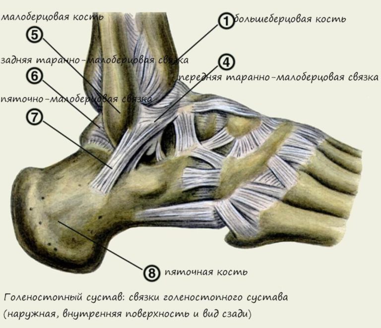 Строение стопы ноги человека фото с описанием костей и связок