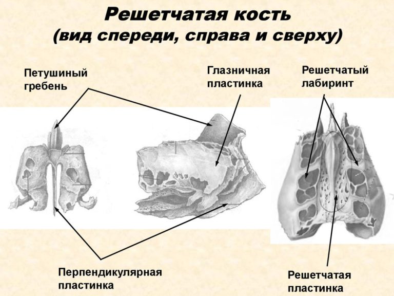 Выберите три верно обозначенные подписи к рисунку на котором изображено строение черепа человека