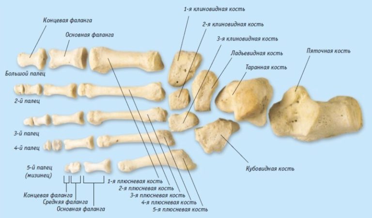 Строение большого пальца ноги человека фото с описанием костей и органов