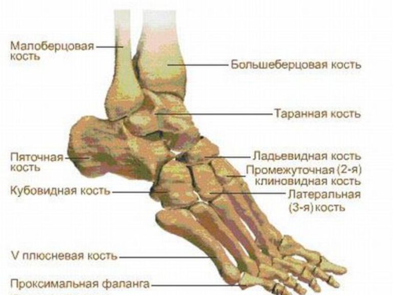 Лодыжка на ноге где находится у человека фото перелом