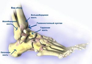 Анатомия нижней части ноги