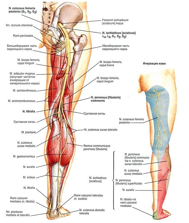 Нервы голени анатомия схема