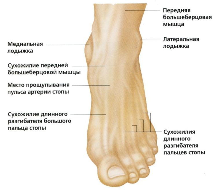 Где находится наружная лодыжка на ноге фото