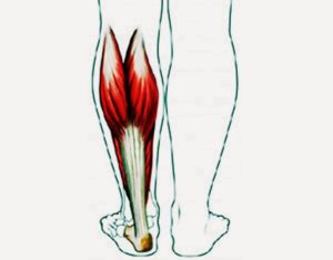 Камбаловидная мышца ног болит