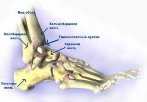 Изображение - Голеностопный сустав человека golenostopnyj-sustav-300x207