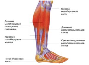 Что такое голень у человека и где находится фото