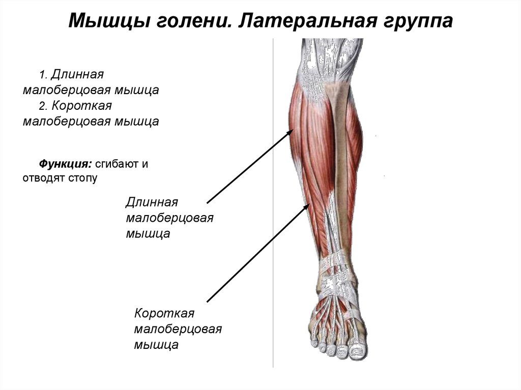Мышцы нижних конечностей стопы. Медиальная головка икроножной мышцы анатомия. Мышцы голени медиальная группа. Мышцы голени передняя задняя латеральная группа.