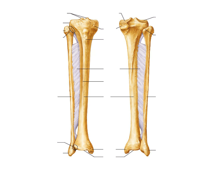 Малая берцовая кость - перелом, лечение, строение