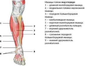 Болят берцовая мышцы ног