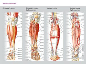 Болят берцовая мышцы ног