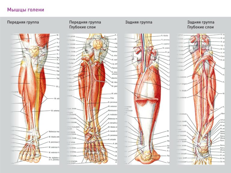 Большеберцовые мышцы фото