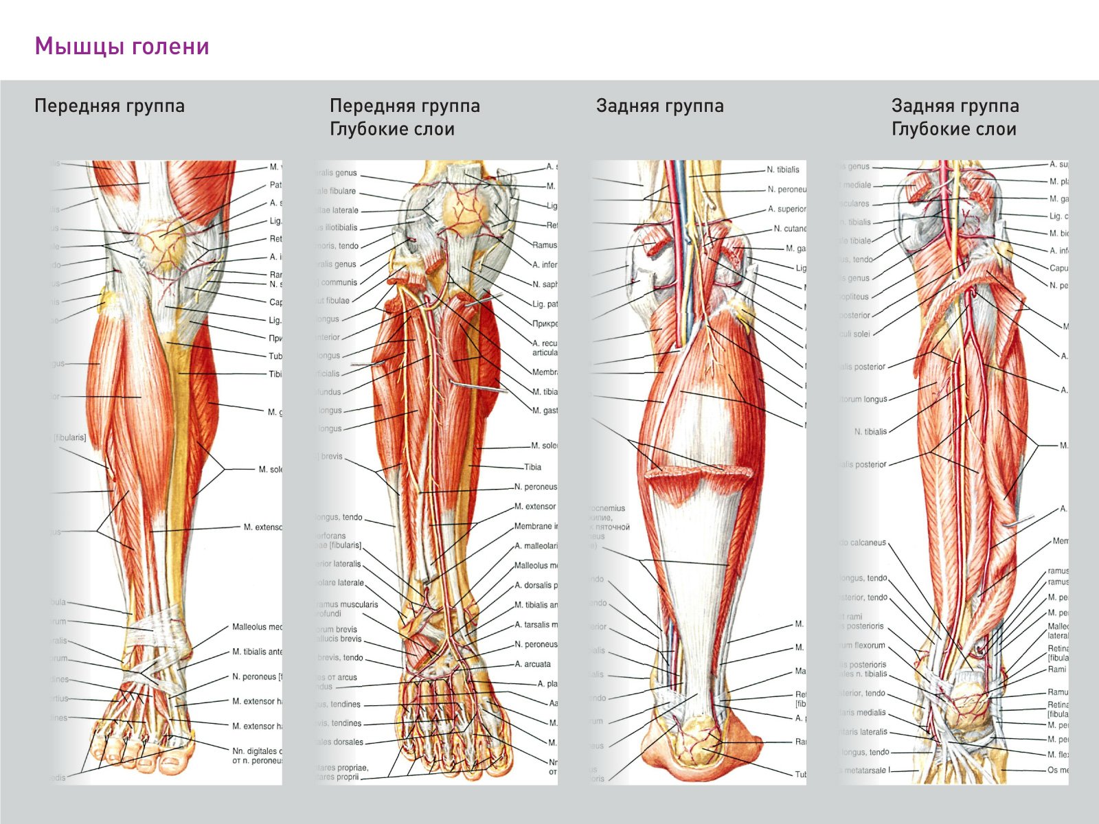 Почему забиваются ноги. Передняя большеберцовая мышца нерв. Мышцы голени передняя большеберцовая мышца болит. Болит передняя большеберцовая кость и мышца. Передние мышцы голени анатомия.
