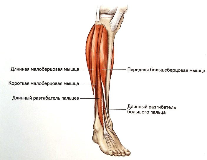 Строение ноги до колена. Анатомия мышц голени передняя группа. Передняя большеберцовая и длинная малоберцовая мышцы. Передняя большеберцовая мышца болит. Передняя большеберцовая мышца голени.