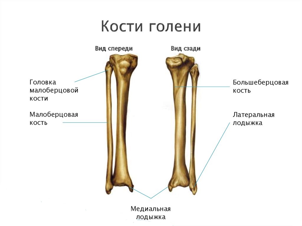 Кости голени соединения. Большеберцовая кость и малоберцовая кость анатомия. Кости голени анатомические структуры. Кости голени строение. Малая берцовая кость анатомия строение.