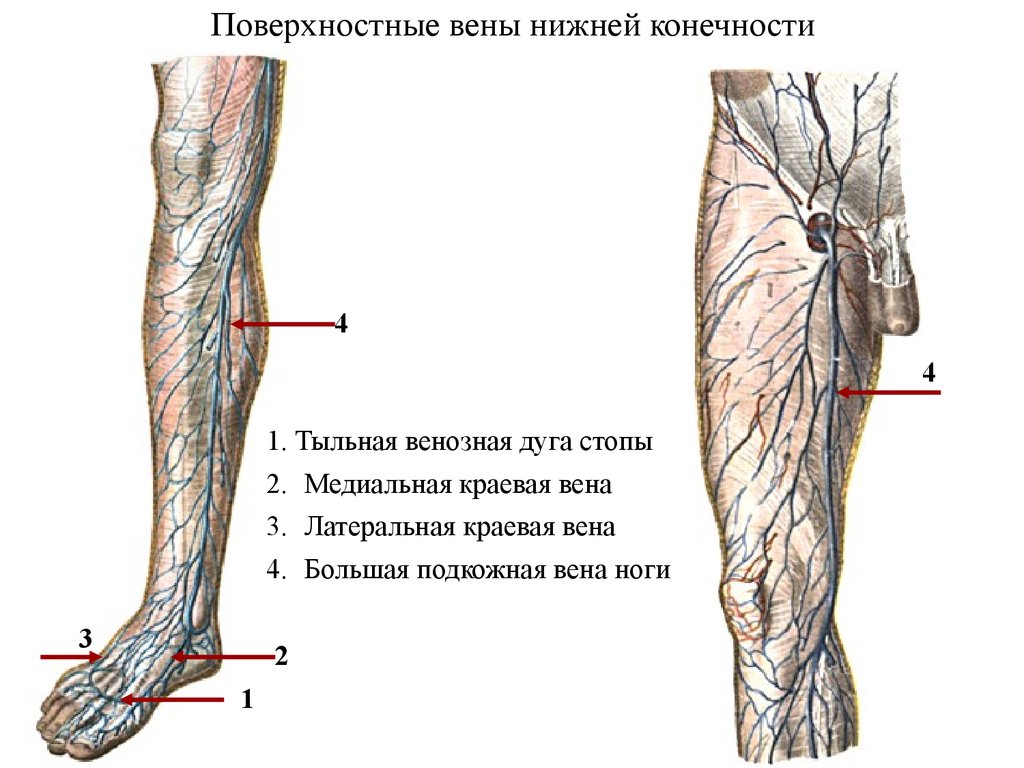 Вены голени и их анатомия: суральные, большеберцовая, глубокие .