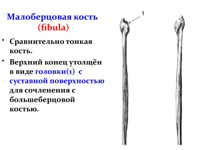 Малоберцовая кость: анатомия и строение, её головки, боли и лечение