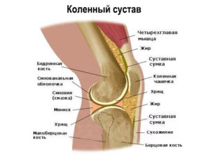Анатомическое строение колена