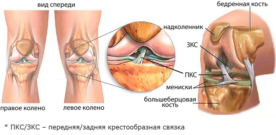 Передние крестообразные связки колена фото