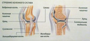 Анатомическое строение коленного сустава