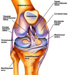 Анатомическое строение коленного сустава