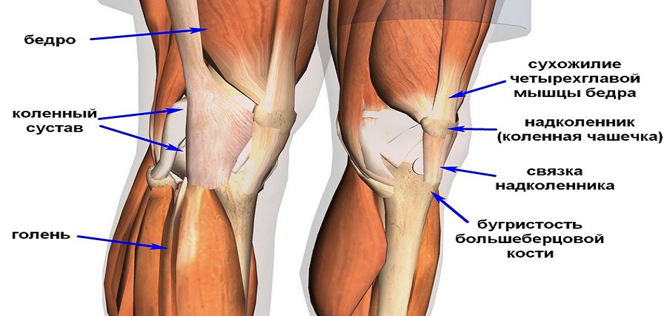Тендинит коленных связок. Связки надколенника коленного сустава. Тендинит сухожилия подколенной мышцы. Растяжение сухожилия подколенного сустава. Строение коленного сустава и связок.