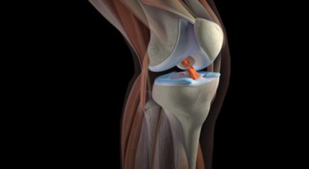 Сухожилия и связки в колене