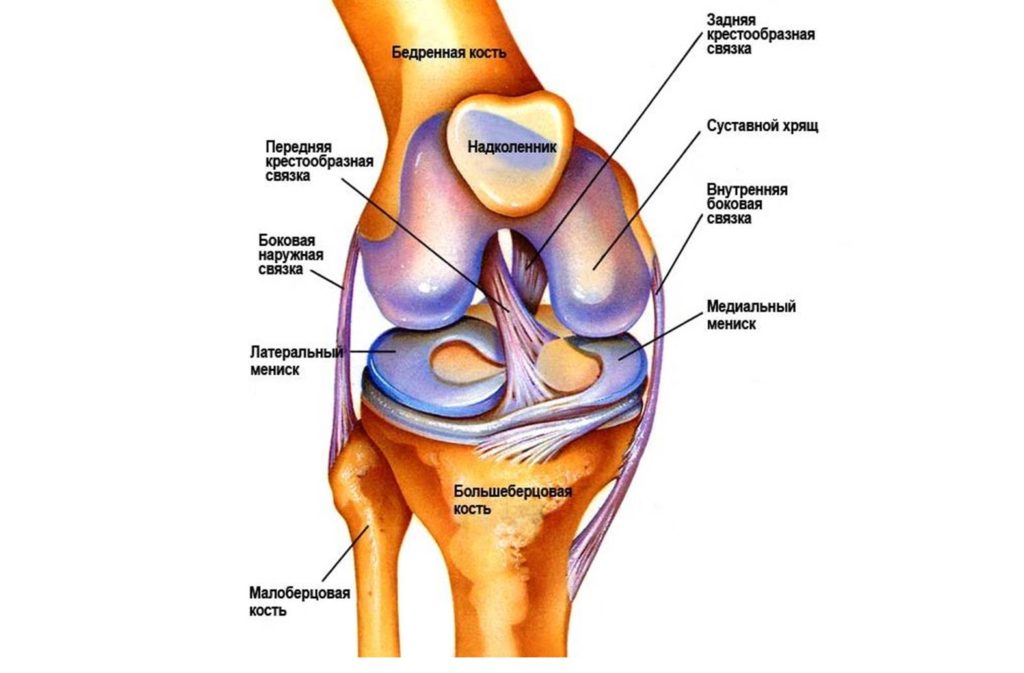 Рисунок строения коленного сустава