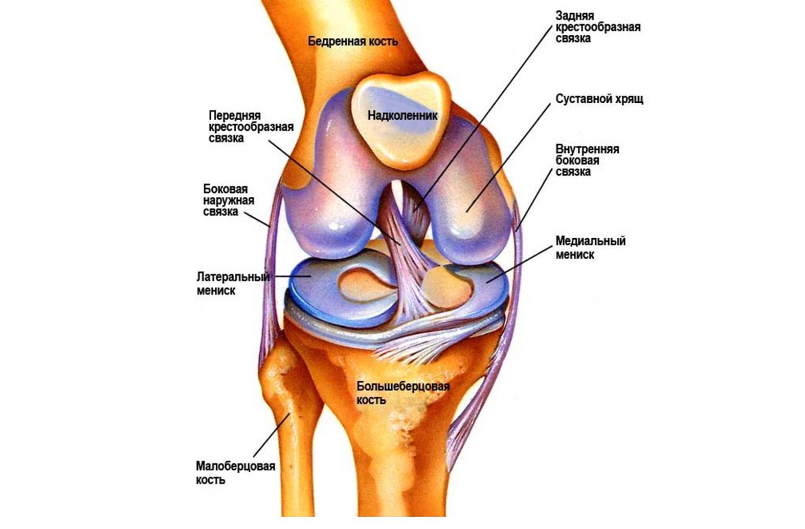 Медиальный мениск коленного сустава анатомия