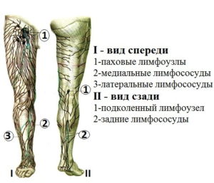Лимфатические узлы колено болит