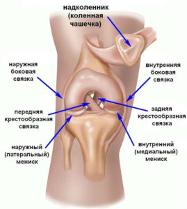 Изображение - Коллатеральные связки коленного сустава анатомия hrustyat-sust-vstelo-4_01-269x300