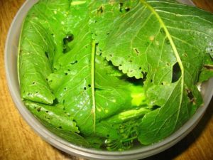Лечение суставов листьями хрена в домашних условиях