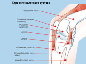 Болит коленный сустав и икроножная мышца