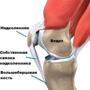 Изображение - Коллатеральные связки коленного сустава анатомия anatomija-nadkolennika-300x300