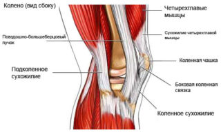 Подколенное сухожилие. Почему болят сухожилия под коленом и как от этого избавиться