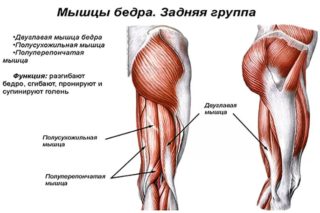 Растяжение портняжной мышцы симптомы