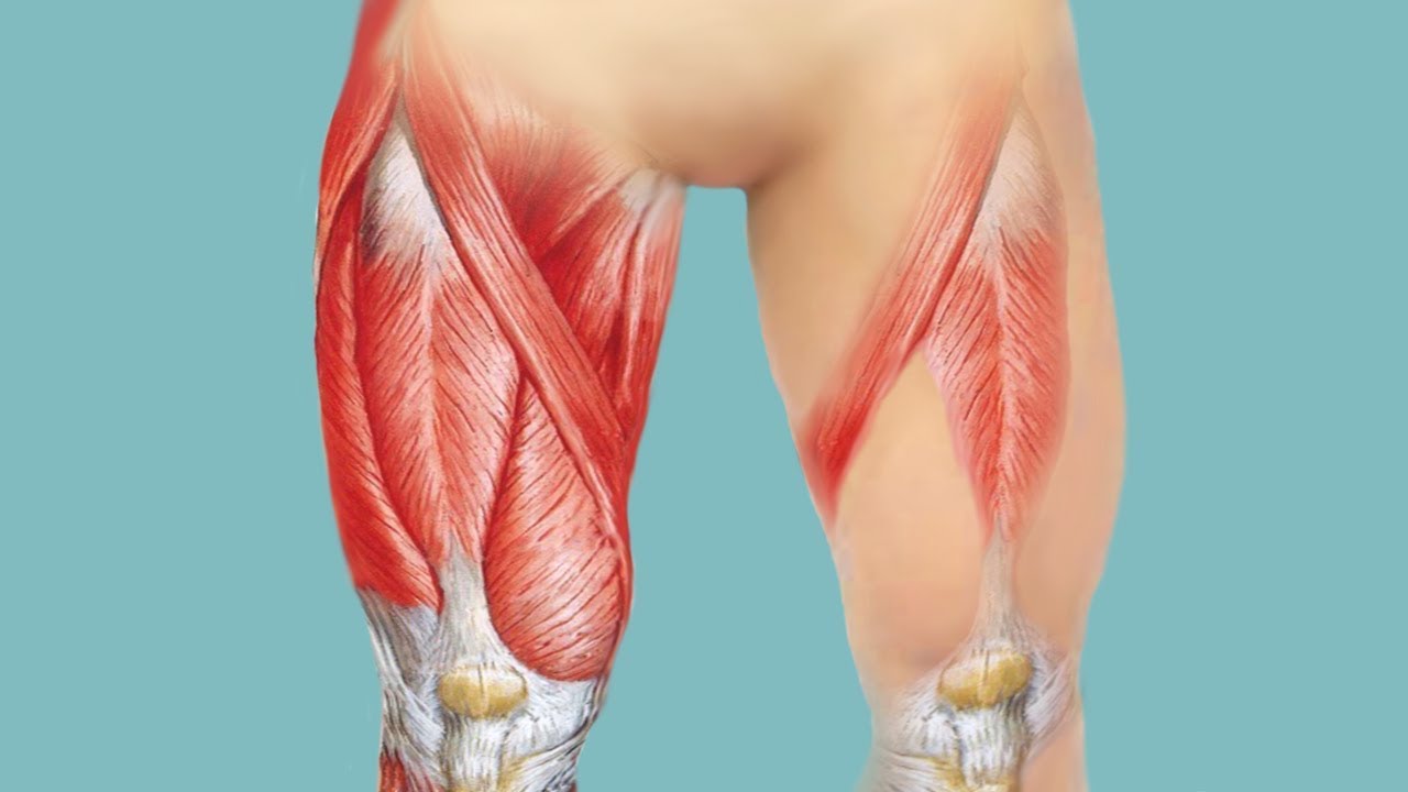 Боль в мышцах бедра — причины и лечение, что делать при сильной боли в левом или правом бедре отдающей в ногу