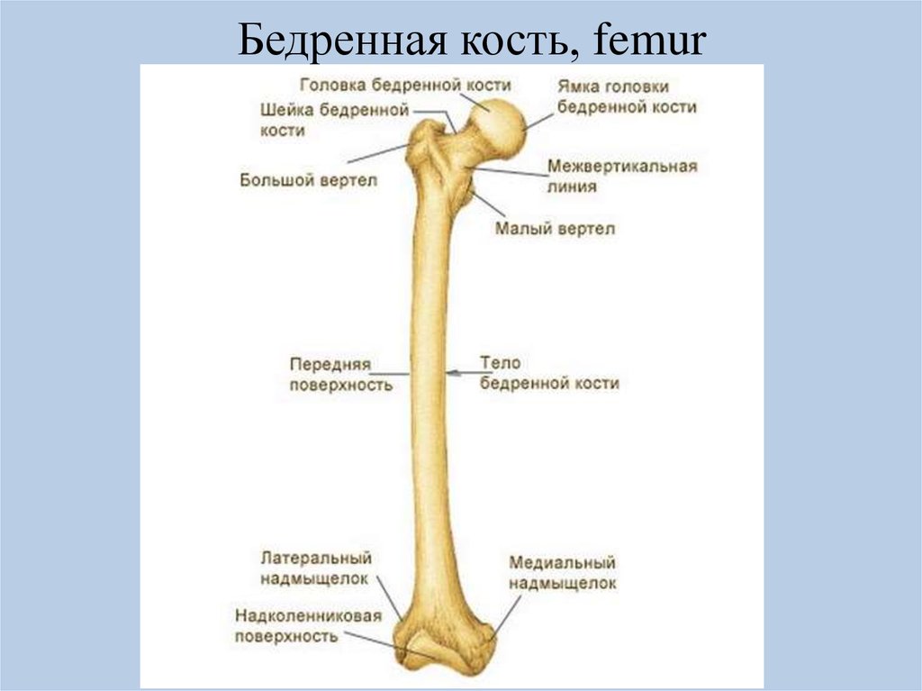 Сколько костей в бедре. Проксимальный отдел бедренной кости строение. Бедренная кость малый вертел. Большой вертел бедренной кости расположен. Малый вертел бедренной кости анатомия.