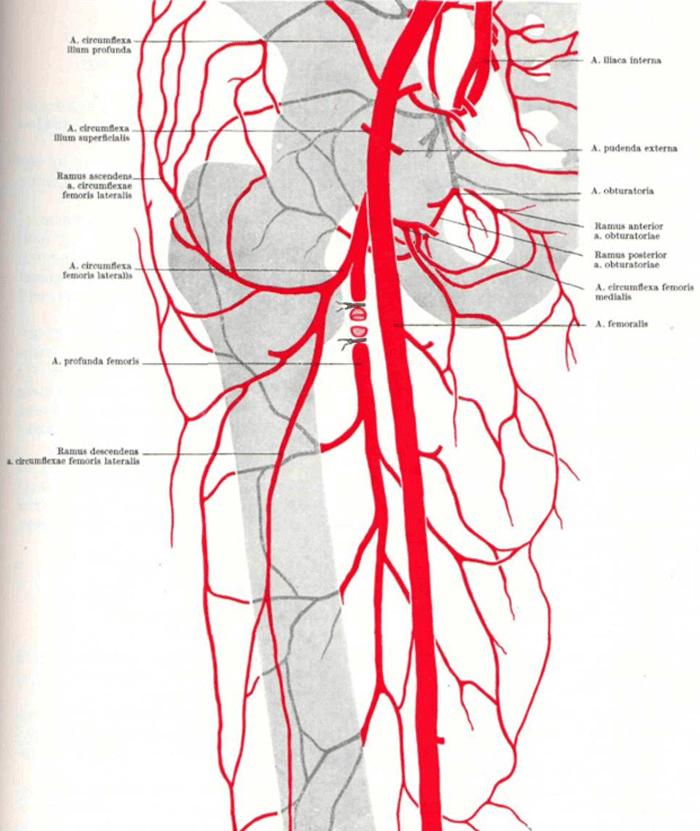 Статья артерия жизни по дну чего. Поверхностная бедренная артерия анатомия схема. Коллатеральное кровообращение нижней конечности схема. Кровоснабжение бедра схема. Ветви бедренной артерии анатомия.