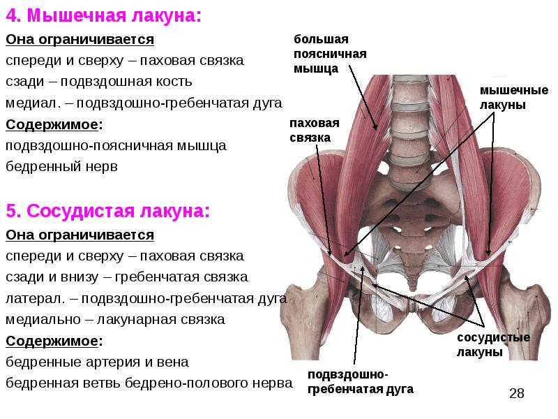 Где находятся круглые связки. Мышечная лакуна и сосудистая лакуна топография. Мышечная лакуна анатомия. Стенки мышечной и сосудистой лакуны. Мышечная лакуна топографическая анатомия.