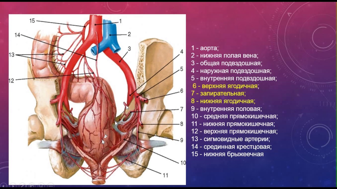 Правая подвздошная артерия. Подвздошные вены анатомия. Внутренняя подвздошная артерия анатомия. Наружная подвздошная артерия. Общая, наружная и внутренняя подвздошные артерии и вены.