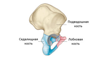 Перелом лобковая кость фото у женщин