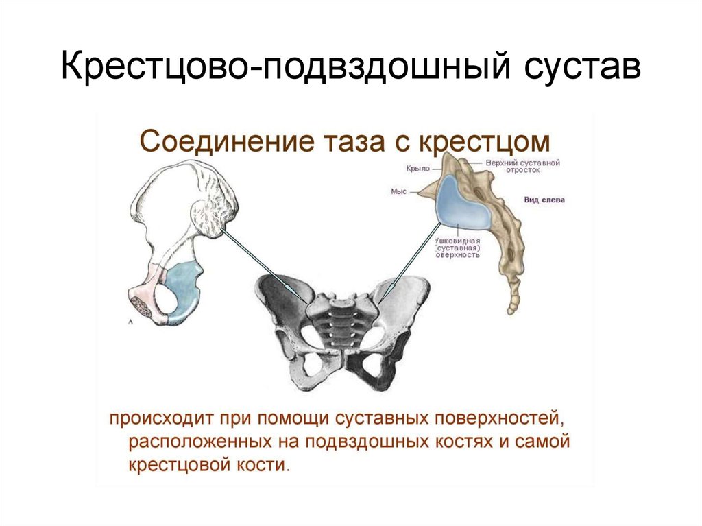 Подвздошная кость лечение. Крестцово-подвздошный сустав. Крестцово-подвздошный сустав анатомия лечение. Крестцово-подвздошный сустав по функции. Кресцовоиподвзошный сустав.
