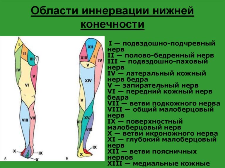 Ноги схема слова