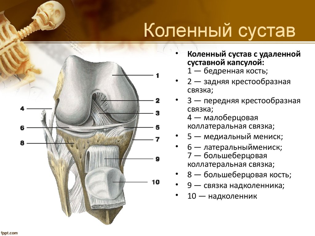 Строение колена у человека. Коленный сустав (вскрыт, вид спереди).. Строение костей коленного сустава. Коленный сустав образуют суставные поверхности костей. Коленный сустав анатомия строение кости.