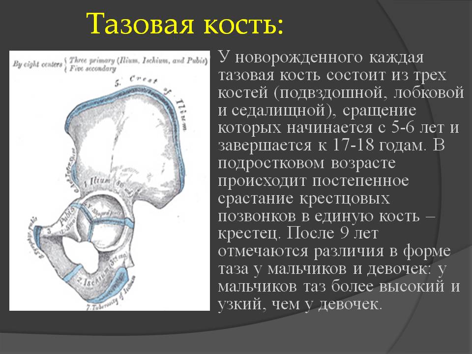 Кости таза сколько