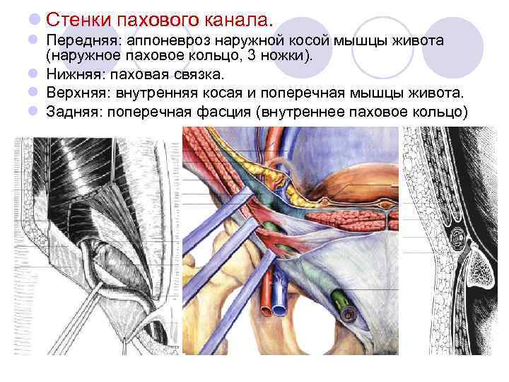 Воспаление канала у мужчин. Паховый канал анатомия стенки. Связки паховой области анатомия. Canalis inguinalis стенки. Поверхностный паховый канал.