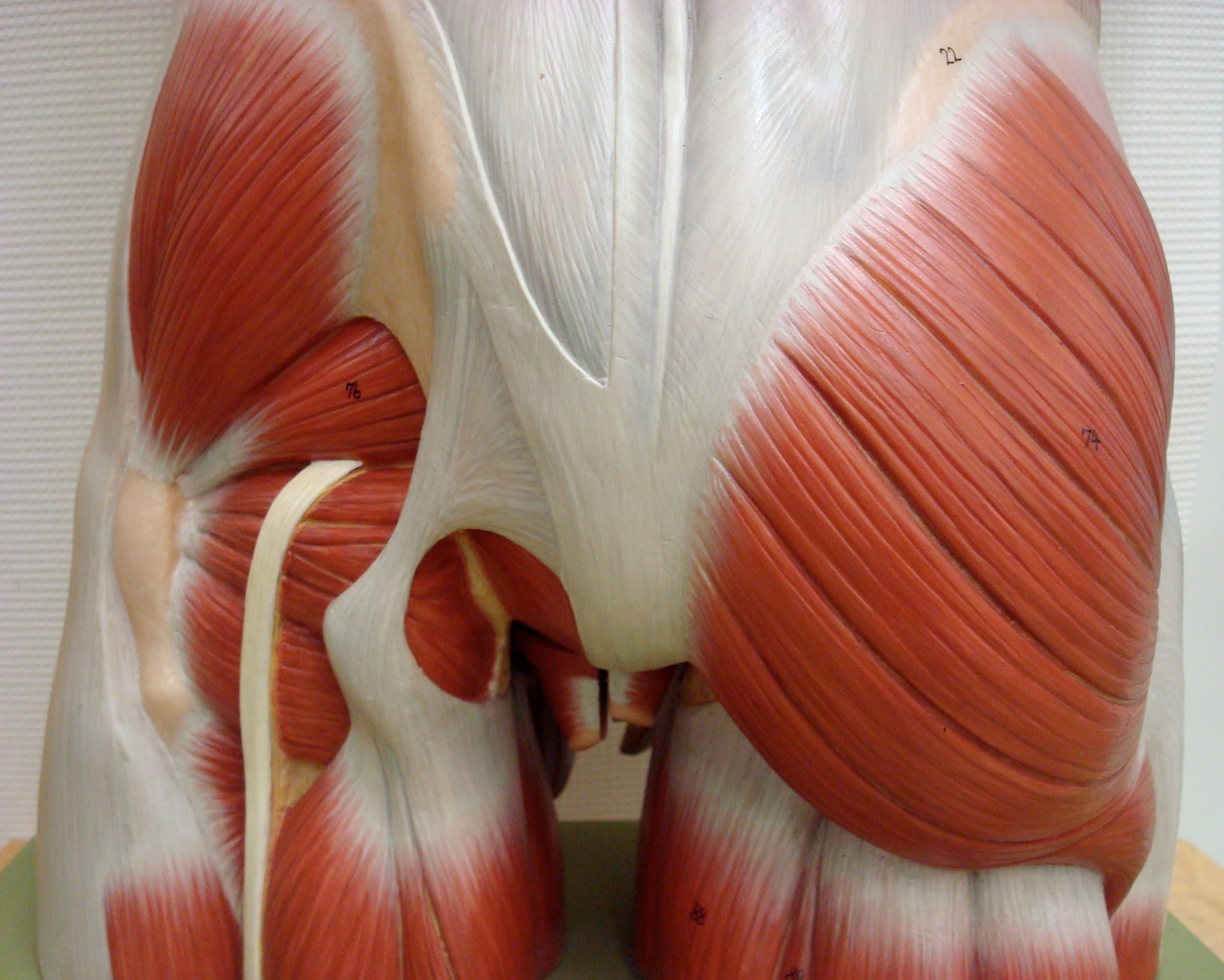 Фото ягодичных мышц
