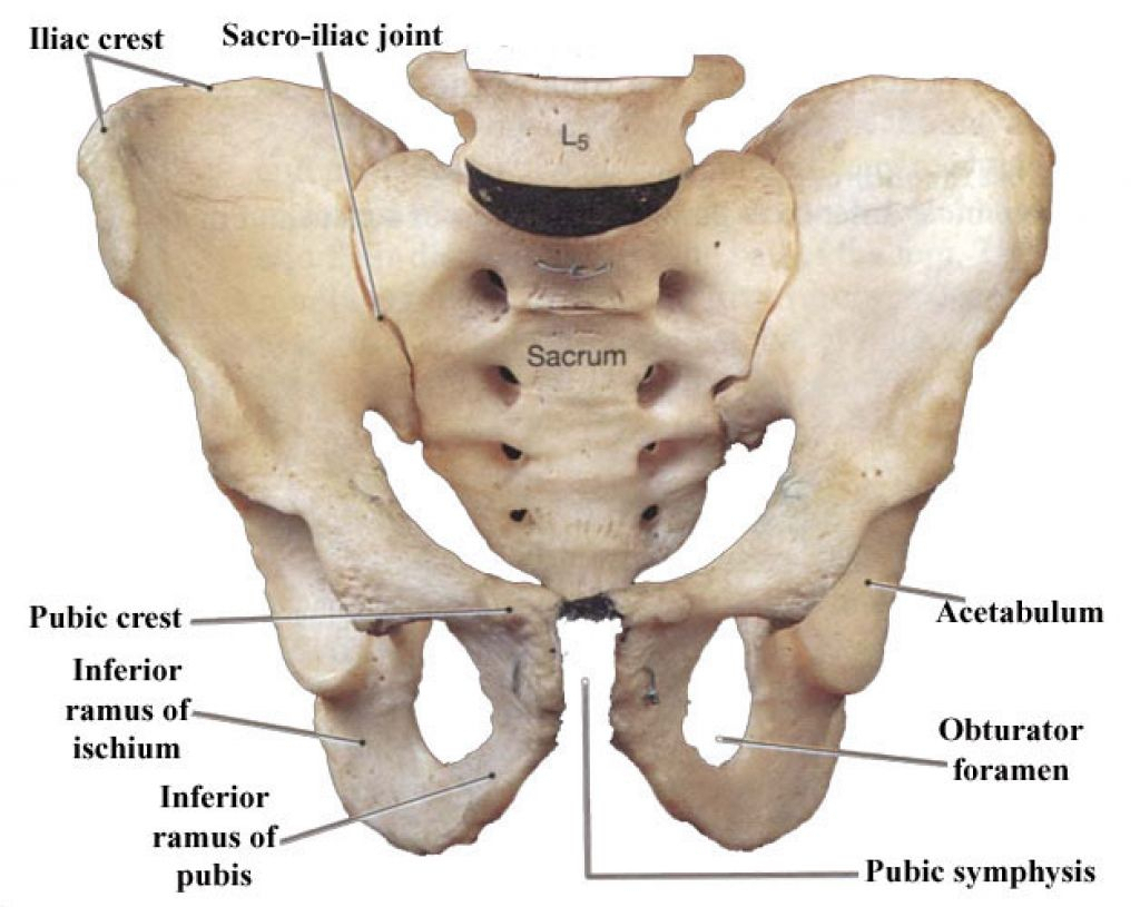 Передние ости подвздошных костей